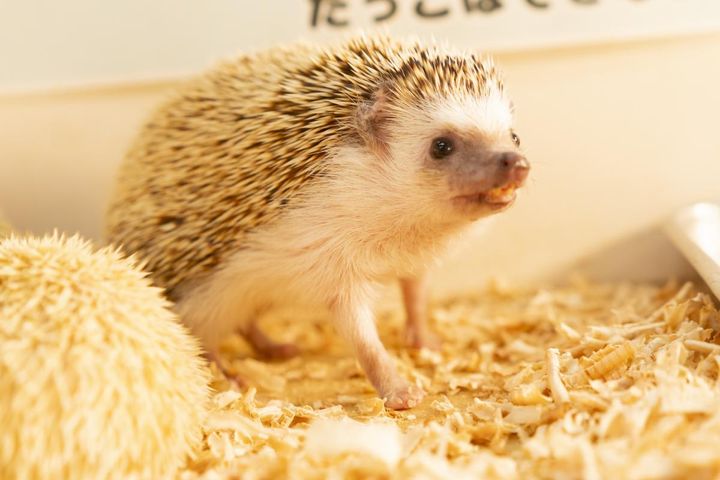 ハリネズミ イメージ