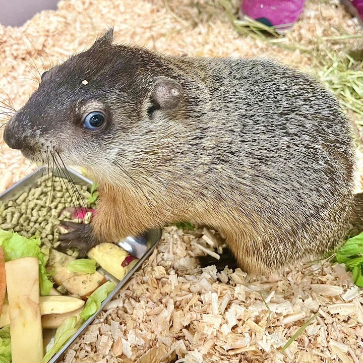 ウッドチャック イメージ