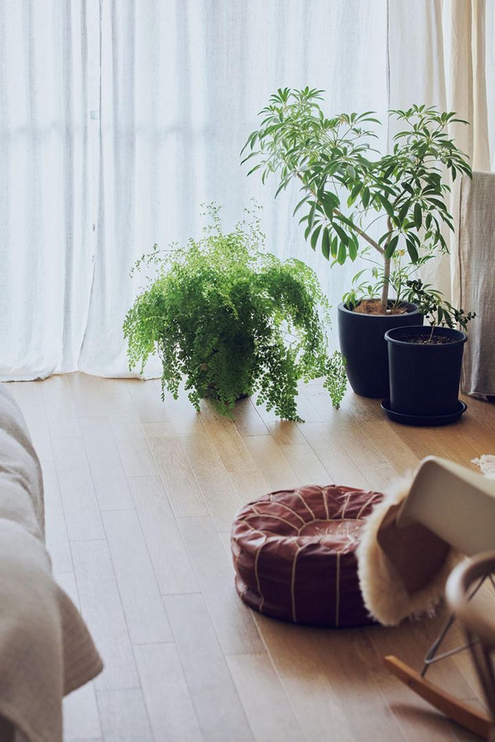 日当たりのいい窓辺は植物の定位置に。