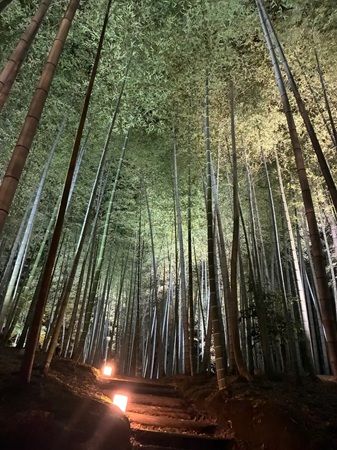 京都・高台寺と圓徳院で「秋の夜間特別拝観」特別公開を実施。プロジェクションマッピングも