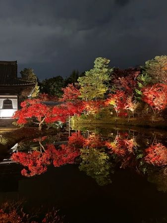 京都・高台寺と圓徳院で「秋の夜間特別拝観」特別公開を実施。プロジェクションマッピングも