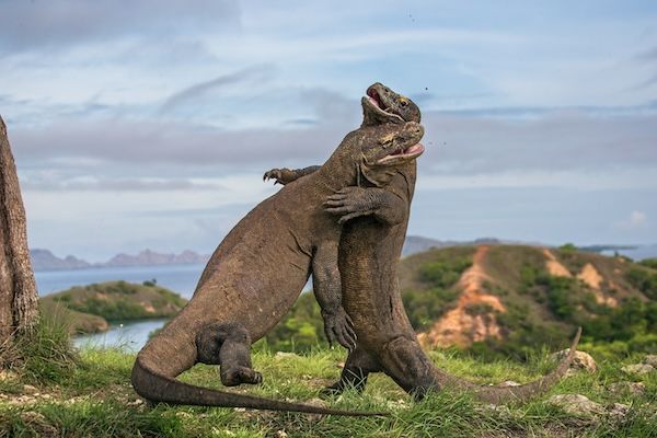 マンタやコモドドラゴンに出会える！インドネシアのリゾートホテル「アヤナ コモド」がクルーズツアーを提供開始