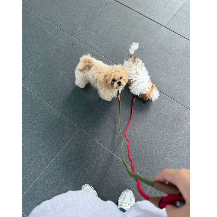 愛犬と散歩