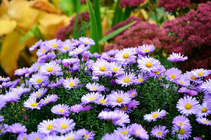 秋の庭が一気に華やぐ！小花がいっぱいに咲く「宿根アスター」【多年草】