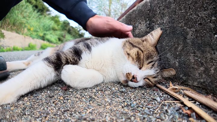 ナデナデされる猫