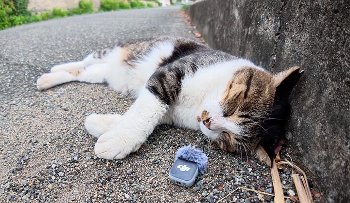 喉を鳴らす猫