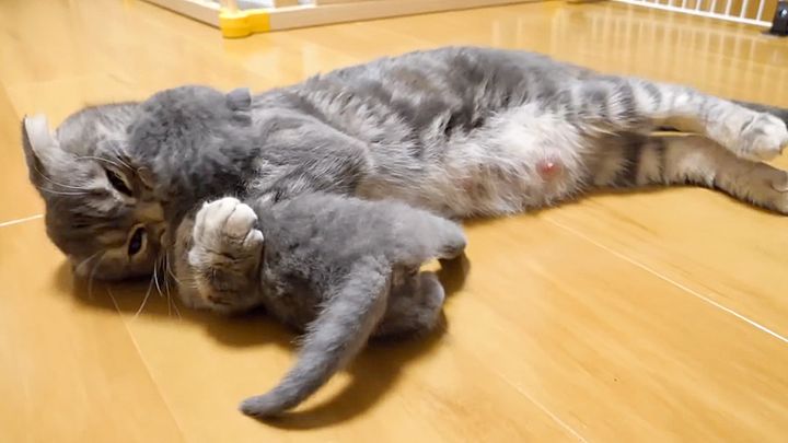 子猫を外出させたくない母猫