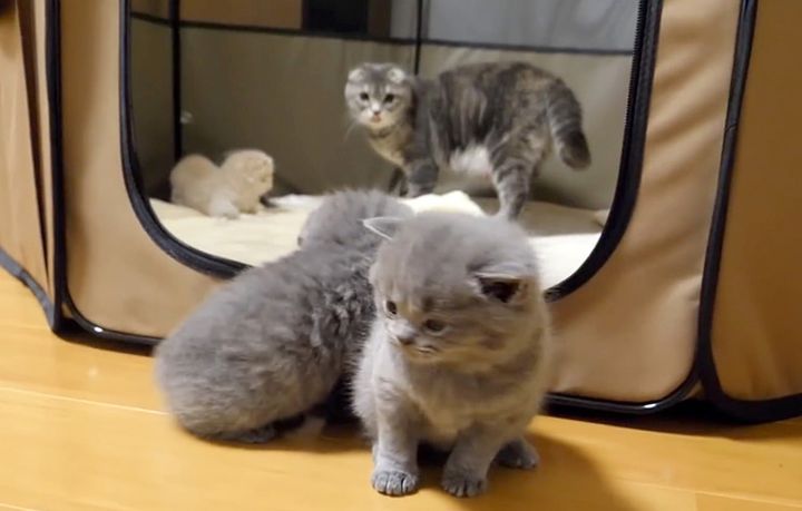 外に出る子猫達