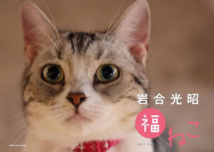 立ち上がる猫にも福来たる、岩合さんの猫写真カレンダー2027が登場