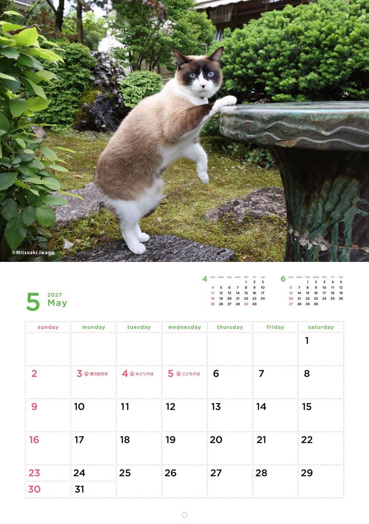 立ち上がる猫にも福来たる、岩合さんの猫写真カレンダー2027が登場