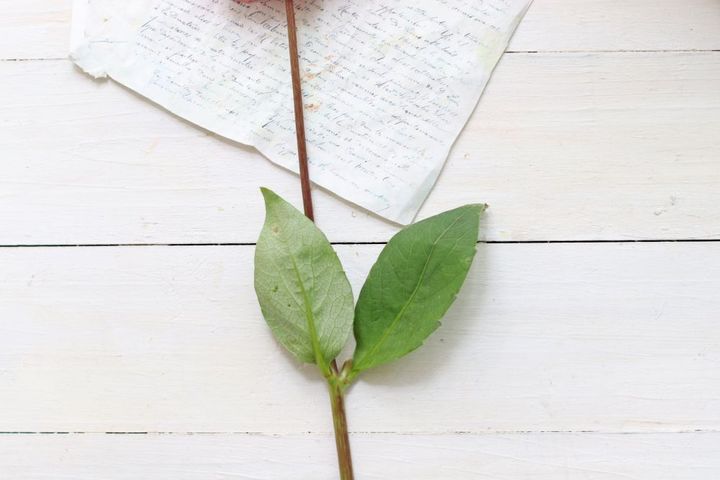 葉を取る