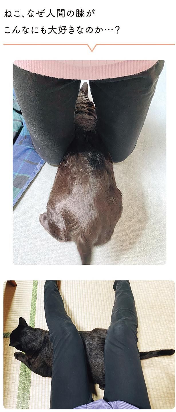 ねこ、なぜ人間の膝がこんなにも大好きなのか…？ （C）AKR／KADOKAWA