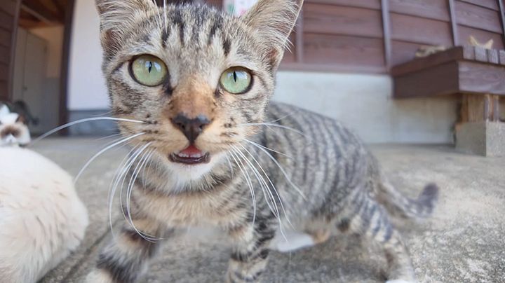可愛い声で鳴く子猫