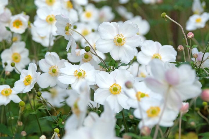 シュウメイギクの白花