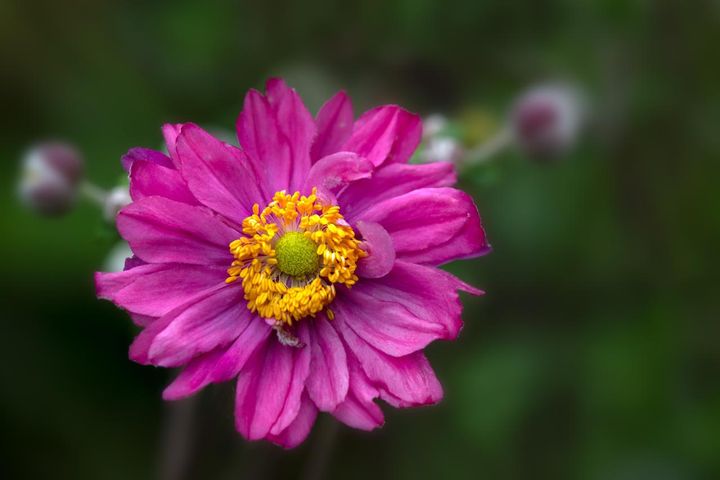 八重咲きの園芸品種