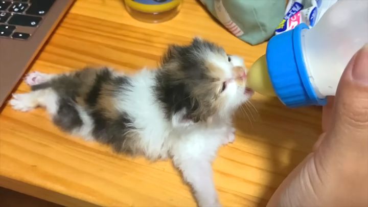 ミルクを飲む保護子猫