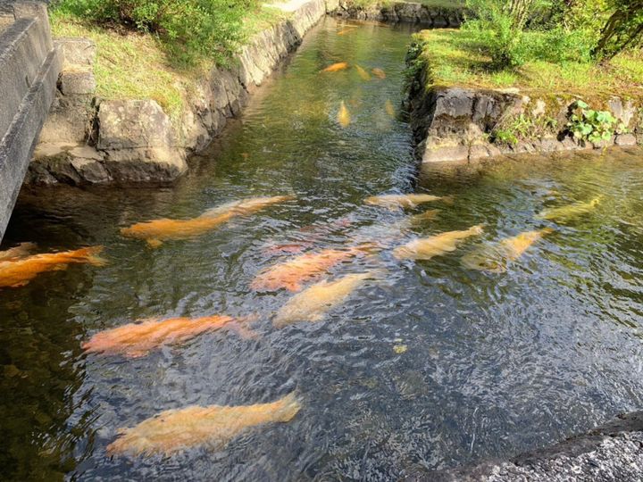 ゴルフ旅、メジャーな観光地に飽きたら「水辺の名所」はいかが？