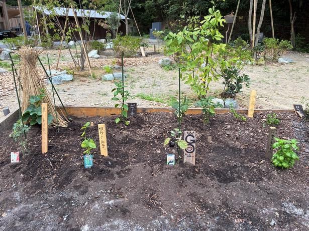 敷地内の畑では、野菜やハーブなど、さまざまな植物がのびのびと成長中