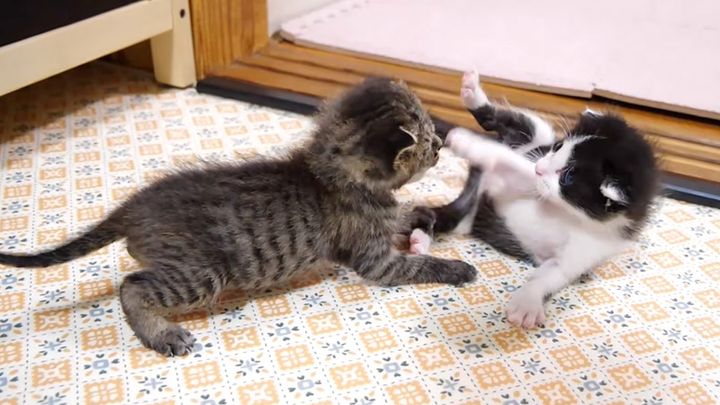 子猫達のにゃんプロ