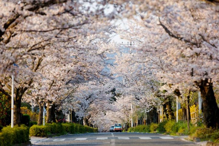 「ブラッサム」モデル・宇野千代に学ぶ、年齢に縛られない後半の生き方「人生はいつだって、今が最高のとき」