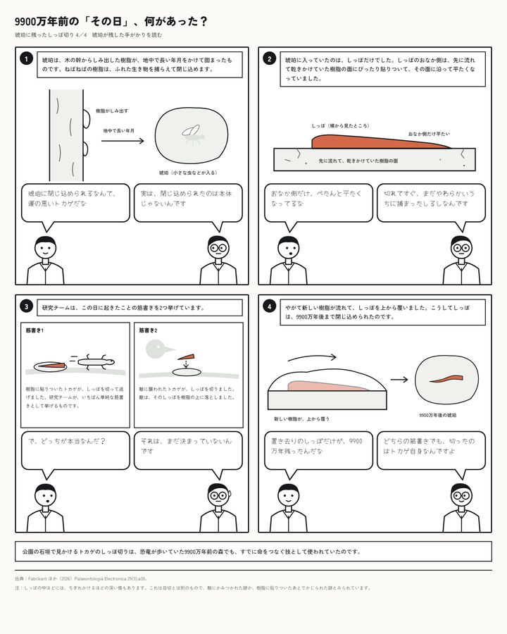 約9900万年前の琥珀に、しっぽを外したときの筋肉の形が残っていた
