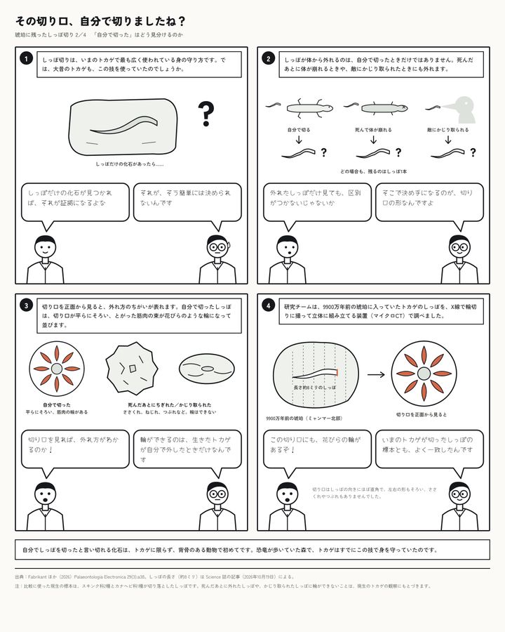 しっぽの化石だけでは「しっぽ切り」の直接的な証拠にはなりません。