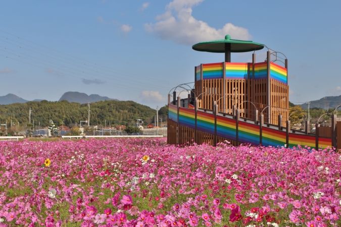 おおとう桜街道花公園コスモス