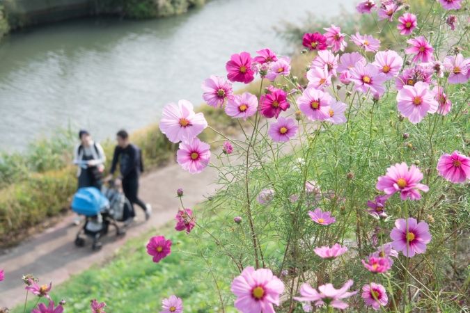 久留米市 コスモス街道