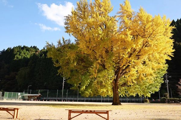 旧日野上小学校校舎にて、鳥取県日南町が誇る秋のシンボル「日野上イチョウ」の絶景と美食を堪能できる特別企画開催！