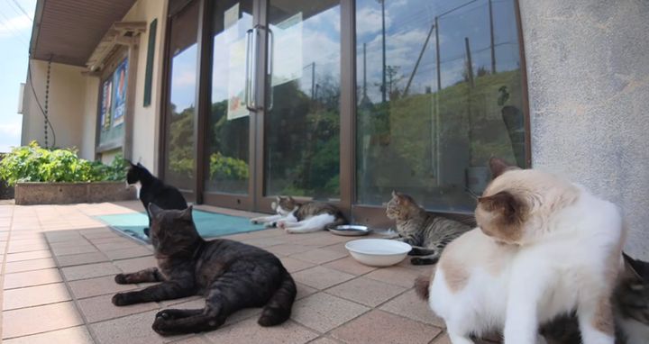 思い思いの時間を過ごす猫達
