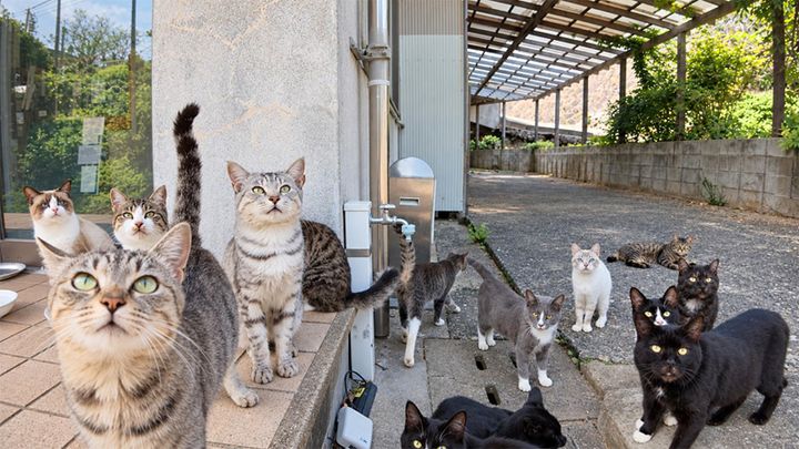 一斉に見上げる猫達