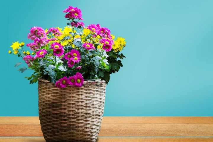 秋のベランダや玄関が華やぐ！丈夫で育てやすいキク（マム）の鉢植えアレンジ6選