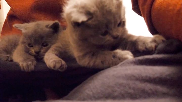 膝の上を占領する子猫