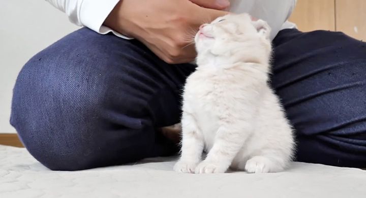 かまってもらえて嬉しい子猫
