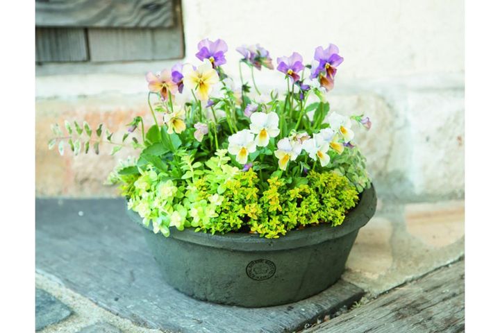 ピンク・イエロー系の花＋リーフでかわいさ満点！ Chels Green亀井信輔さんのビオラの寄せ植え2スタイル