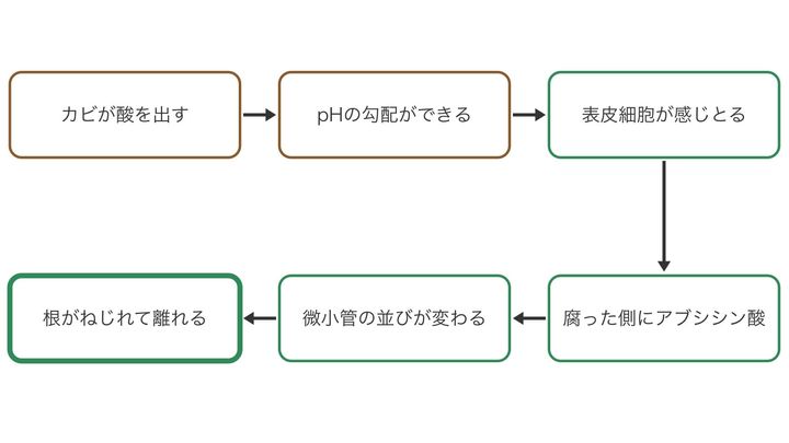 根が腐った場所をよけるまでの流れを、順に並べた図です。左上のカビの酸から矢印をたどると、最後に根がねじれて離れるまでのつながりが分かります。