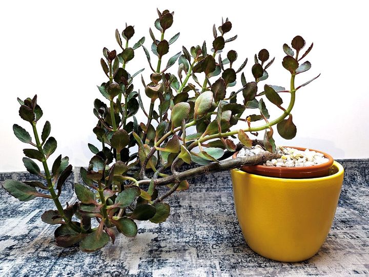 自分の重さで倒れた茎から伸びるカランコエの枝が、重力に応じて大きく曲がっています。腐敗をよける時とは違い、重力に応じて曲がる時には、オーキシンというホルモンが配り直されます。