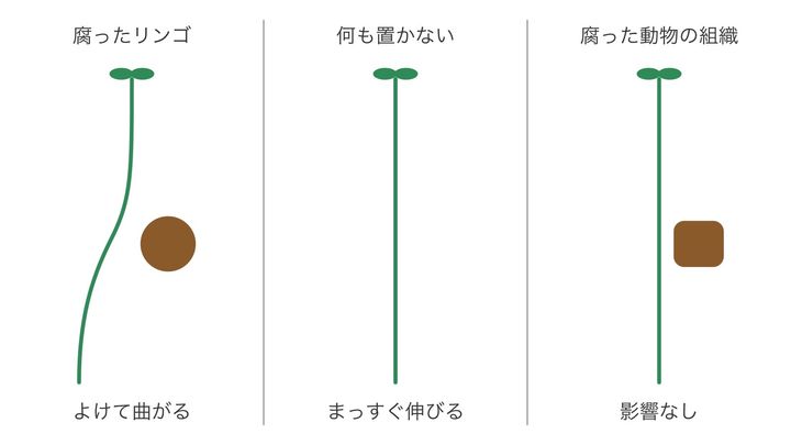 腐った物のそばで、根がどう伸びるかを比べた図です(縮尺は正確ではありません)。左の腐ったリンゴの所だけ根がよけて曲がり、何も置かない時はまっすぐ伸び、腐った動物の組織では影響が無いのが見どころです。