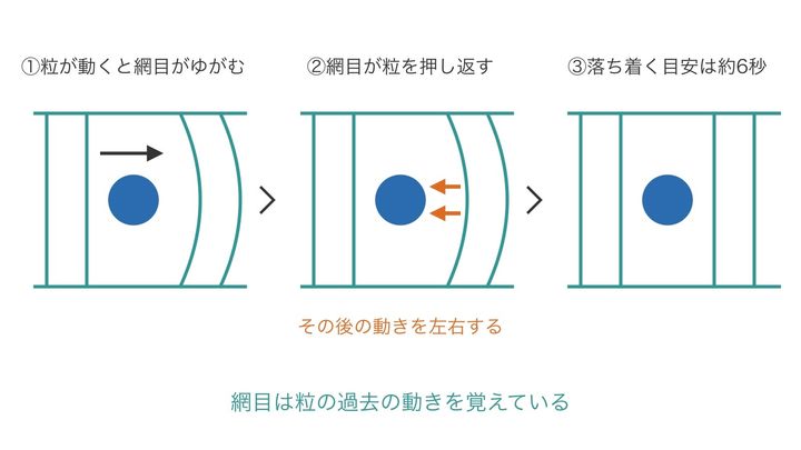 液体の中の網目が粒の動きを覚えるしくみを、3つの場面に分けた図で、網目や粒の形と大きさは正確ではありません。左から順に、粒が動くと網目がゆがみ、ゆがみが粒を押し返し、約6秒を目安に落ち着いていく流れが分かります。