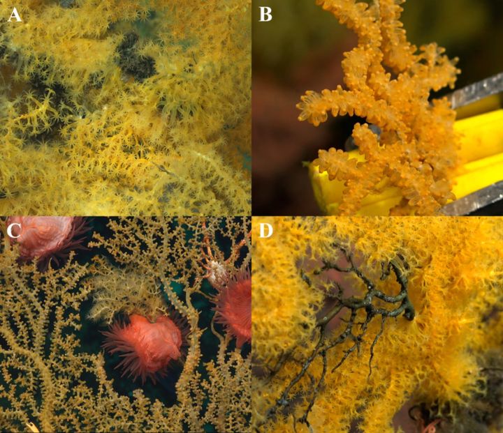 海山ラス・ヘメラスIIの海底に立つ、新種のサンゴの群体です。Aはポリプを広げたところを近くで写したもので、Bは新種の記載に使った標本の1つを採集しているところです。