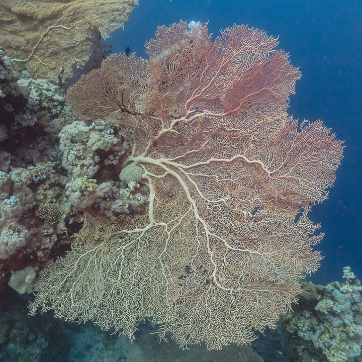 エジプトの紅海にあるラス・ムハンマド国立公園で写された、ソフトコーラル(柔らかいサンゴ)の一種です。インド洋から西太平洋の海にすむ種で、深海の黄金のサンゴとは別の種です。