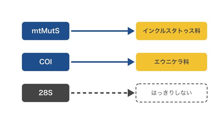 3つの遺伝子で、それぞれこのサンゴの仲間分けを試した結果をまとめた図です。同じミトコンドリアの遺伝子であるmtMutSとCOIが、別々の科を指しているところに注目してください。