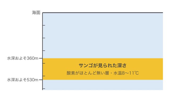 黄金のサンゴが見られた海の深さを示した図です。黄色の帯の層は酸素がほとんど無く、水温も8〜11℃ほどしかありません。