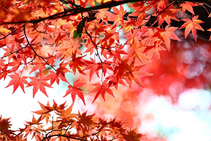 紅葉