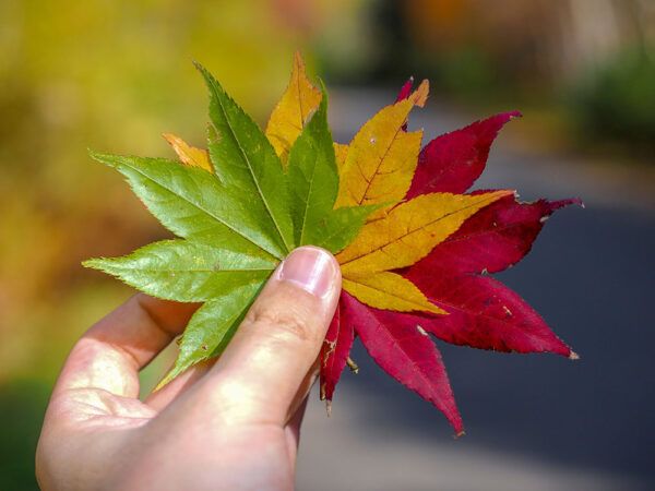 紅葉