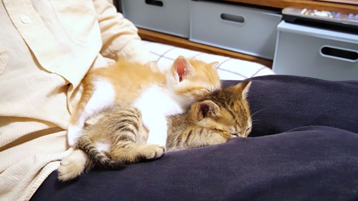 膝の上で眠る子猫達