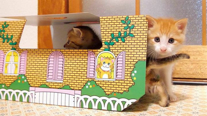 ホイホイされちゃう子猫達