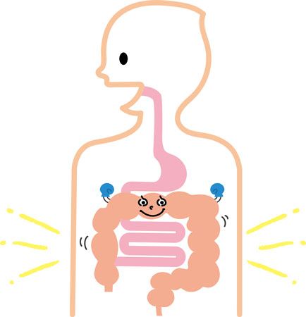 腸を整えることが重要なのは「健康の要所」だから！