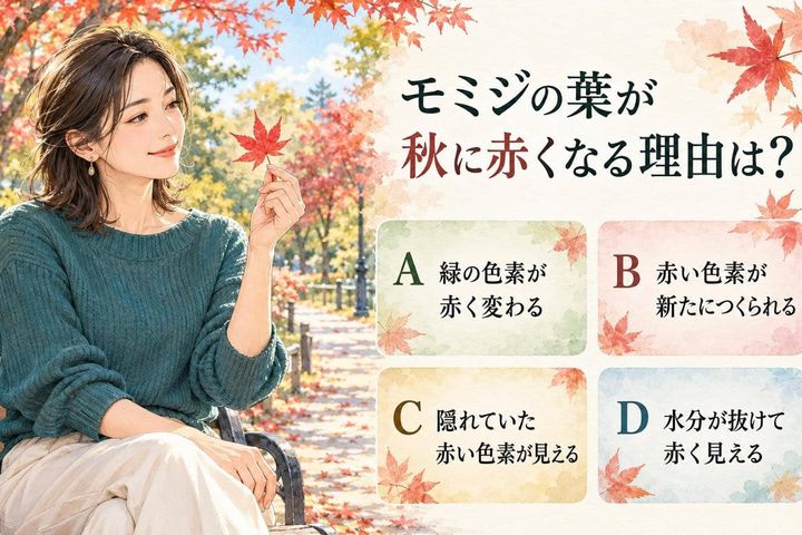【自然科学テスト】秋のモミジ、葉が赤くなる理由は？