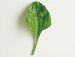 【ハロウィンを葉っぱで手づくり】「オオバコの葉」で手づくりおばけ♪ 手で切ったり穴を開けるだけでできあがり！の画像2